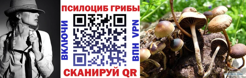 Галлюциногенные грибы Psilocybine cubensis  купить наркотик  Багратионовск 
